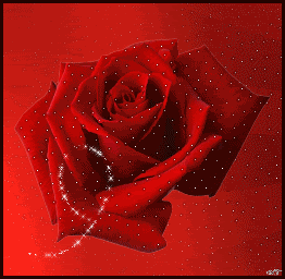 Rosa de estrellas