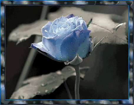 Flor Azul
