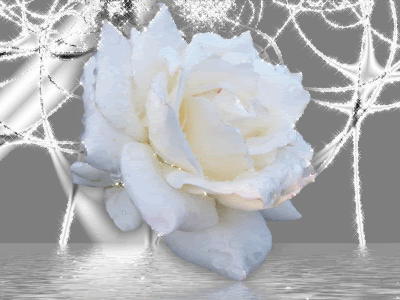 Blanca rosa