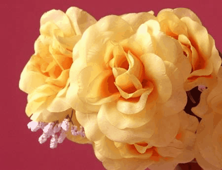 Rosas del sol